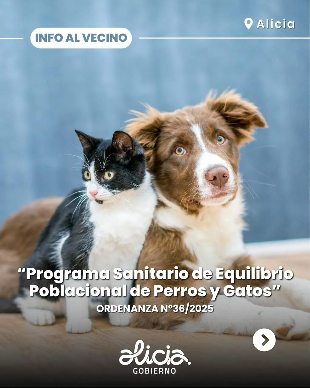 perros y gatos1