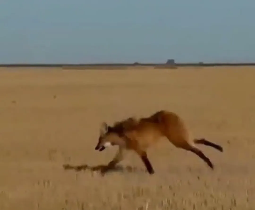 WhatsApp Image 2025-12-20 at 11.04.06guazu3