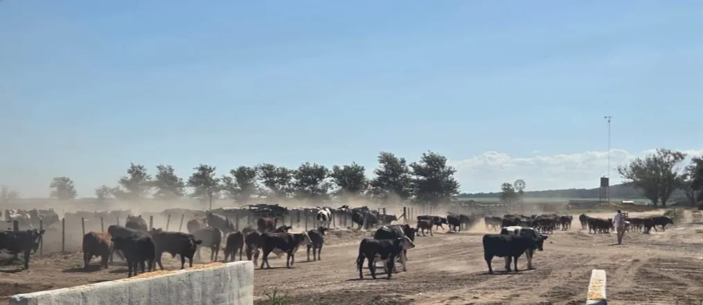 WhatsApp Image 2026-01-19 at 00.23.49ganadi33