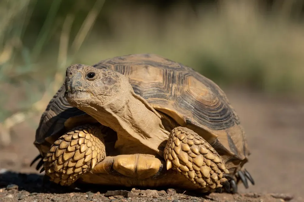 tortugas