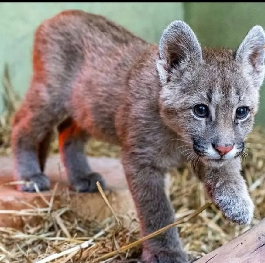 puma bebe