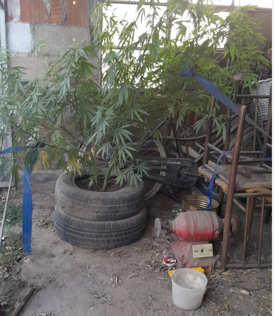 WhatsApp Image 2026-02-18 at 09.36.55plantas55