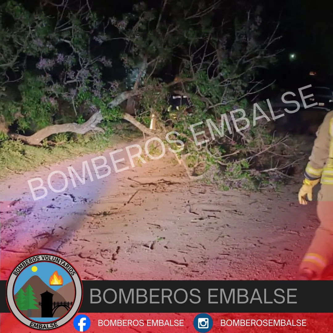 caida arbolbobmeros1