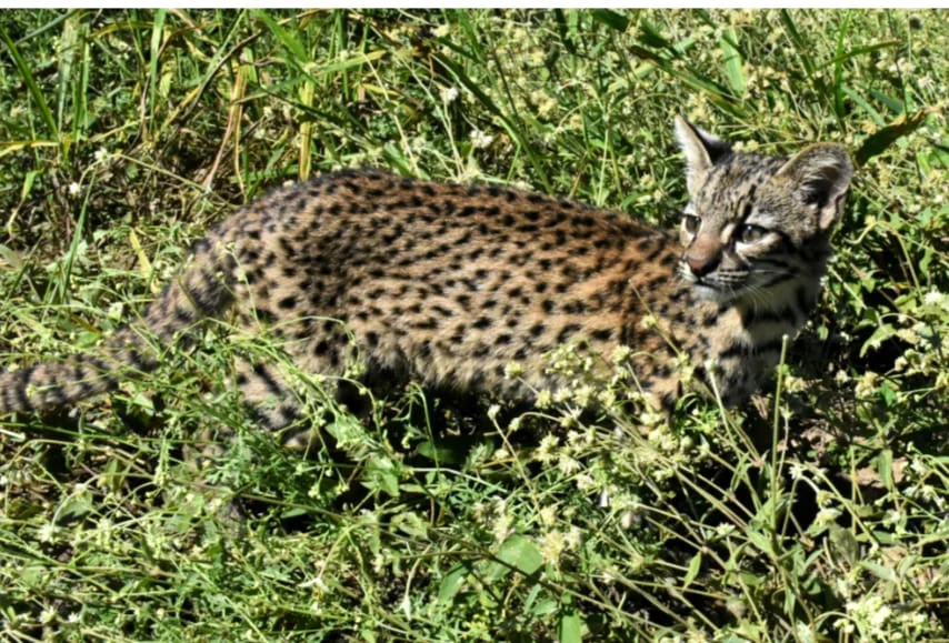 WhatsApp Image 2026-04-02 at 21.27.20la pasa2