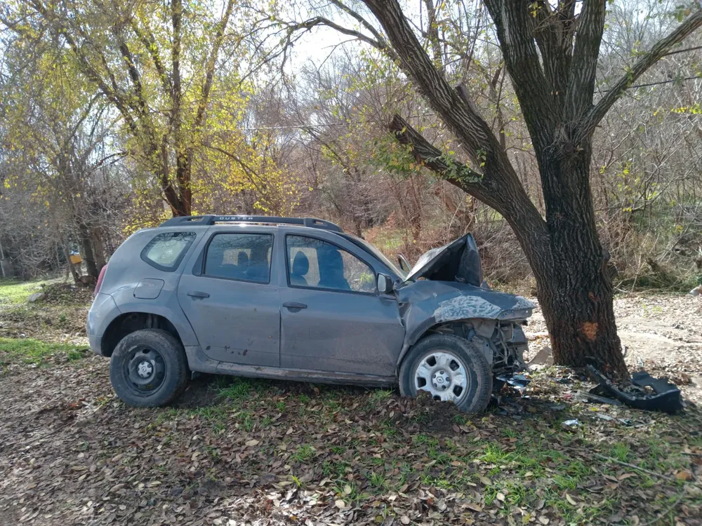WhatsApp Image 2026-06-08 at 20.19.09auto arbol2