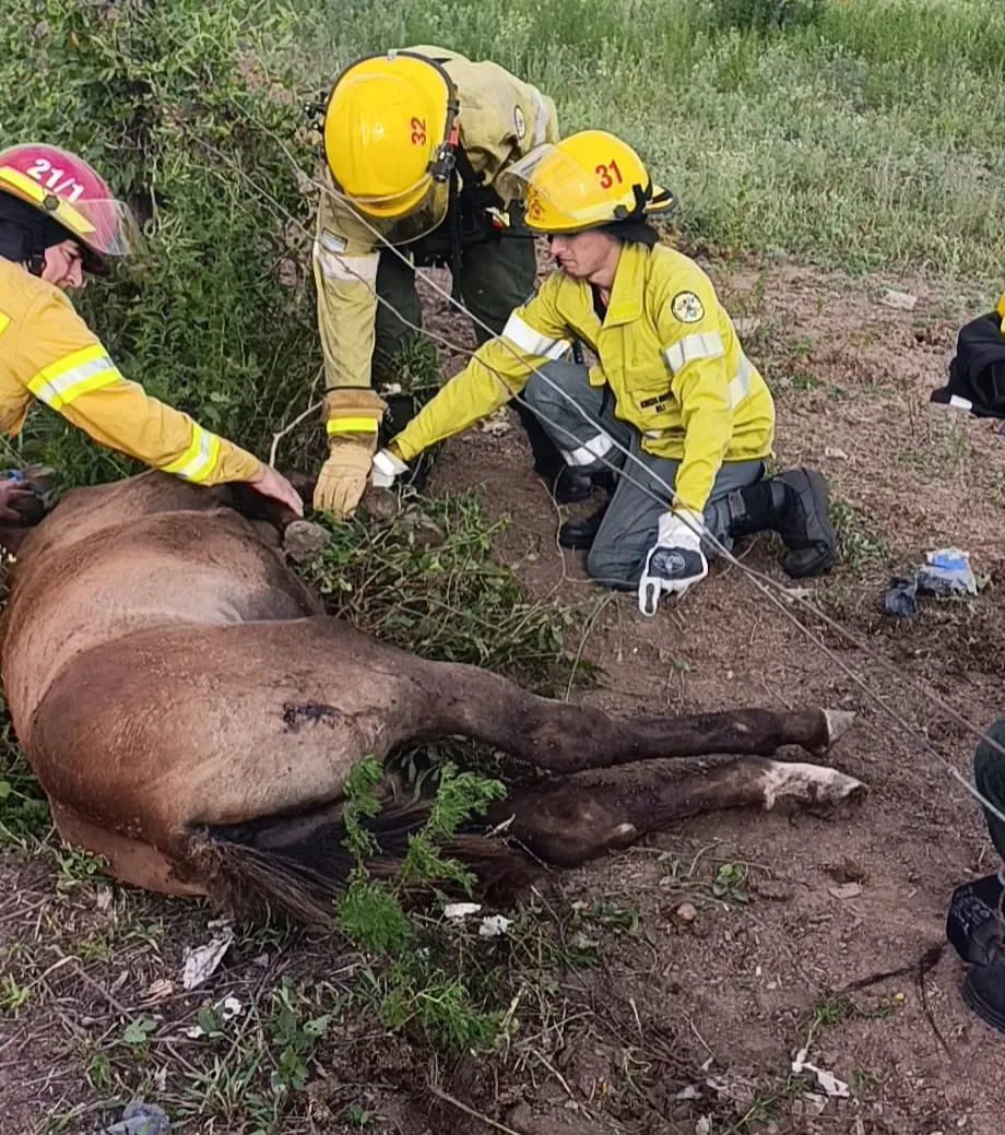 WhatsApp Image 2026-02-08 at 23.16.50potrillo3