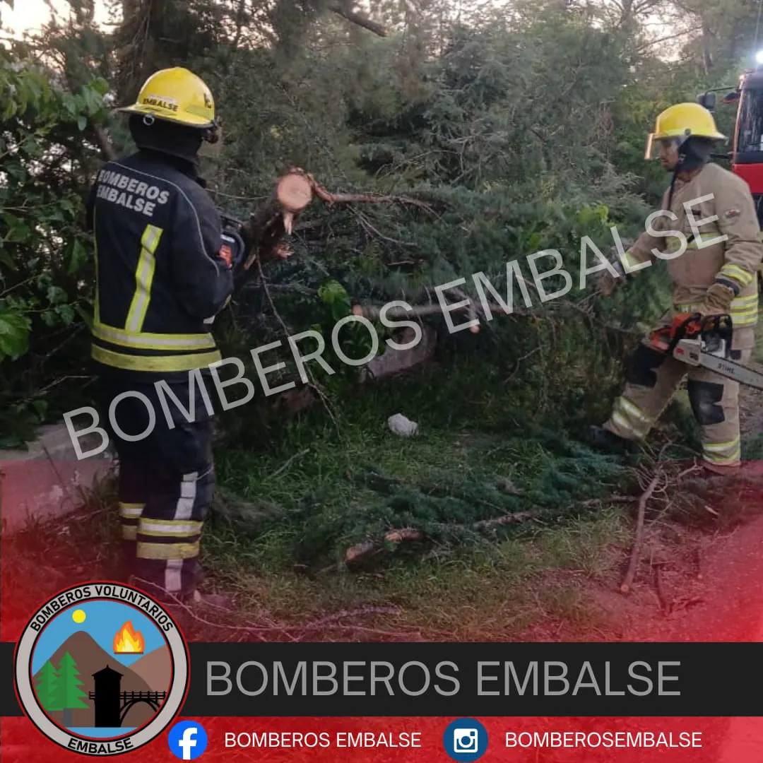 WhatsApp Image 2026-01-03 at 23.43.57arboles acidos1