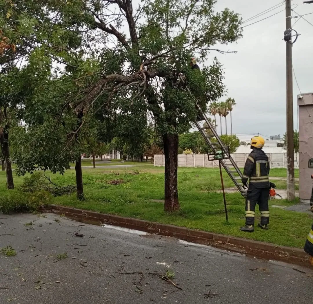 WhatsApp Image 2026-02-16 at 10.55.48arbol varoillas3