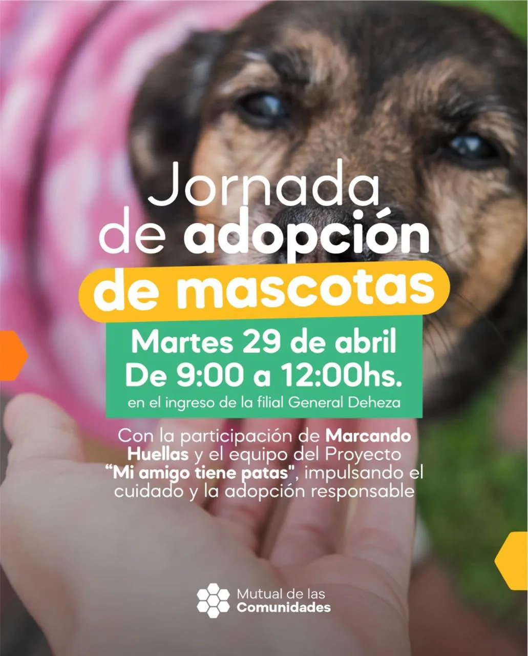 jornada adopcio9n