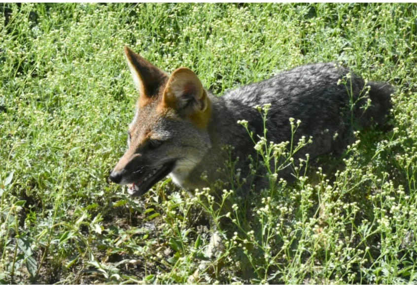 WhatsApp Image 2026-04-02 at 21.27.19la para 3